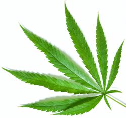 Cannabis - PJRFSI
