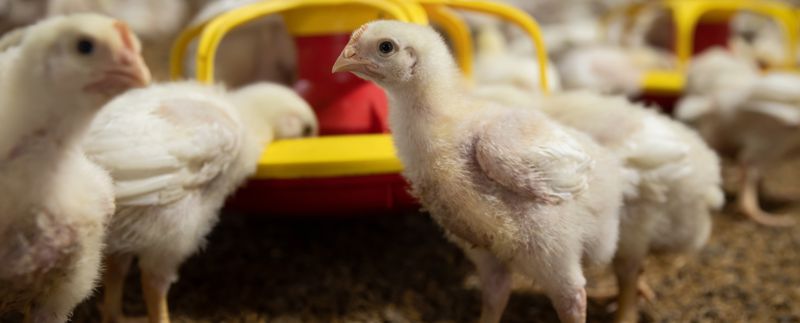 Championing Sustainable Solutions in the Poultry Industry