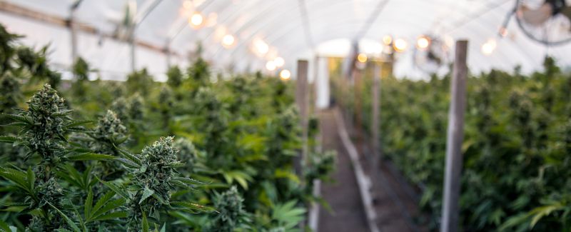 Addressing PFAS Concerns in the Growing Cannabis Industry