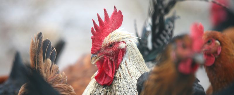 Addressing the Spread of Bird Flu