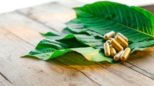 Kratom GMP Program