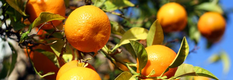 USDA Organic Labeling Rules