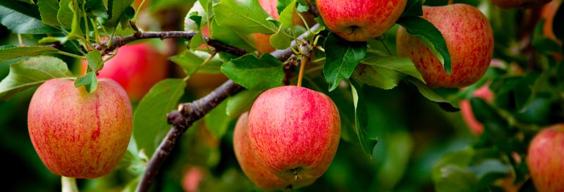 Organic Certification: What Importers Need to Know in 2025