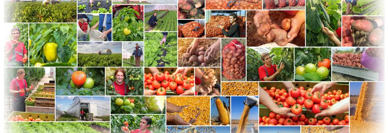 What’s Next in Organic Food: Key Trends Shaping 2026