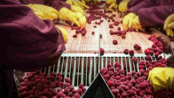 Fruit sorting line in a food packaging plant