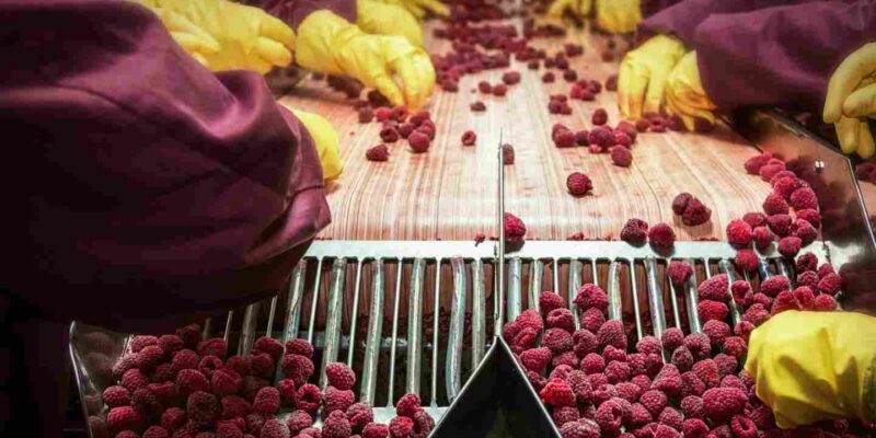 Fruit sorting line in a food packaging plant