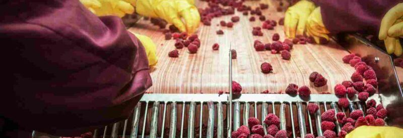 Fruit sorting line in a food packaging plant