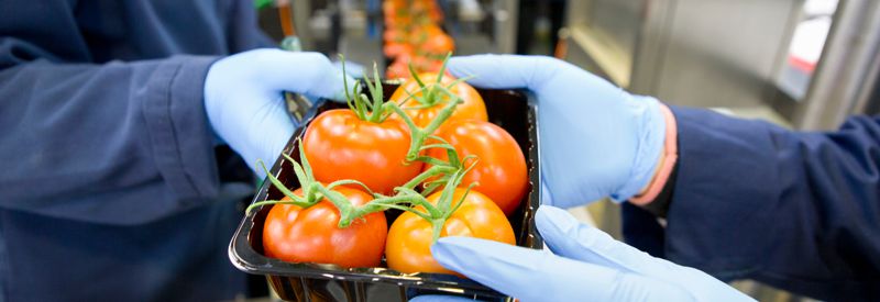 Workers packing ripe red vine tomatoes on a production line